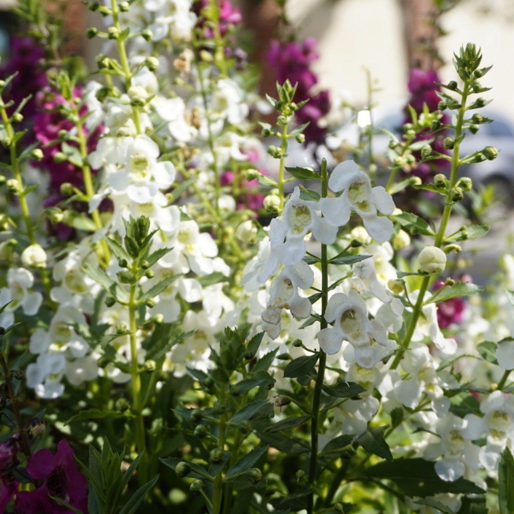 White shade-loving plants closeup