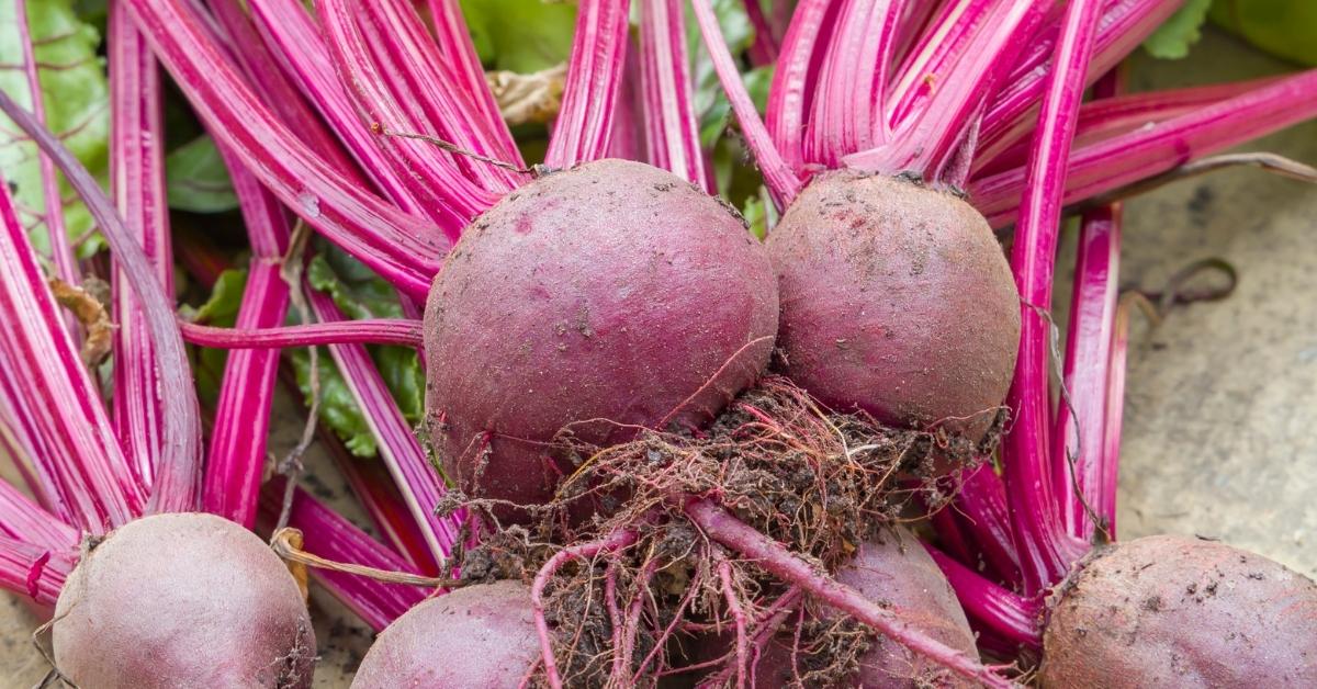 The rounded purple roots of beetroot 'Boltardy', from our pick of the best vegetable varieties.
