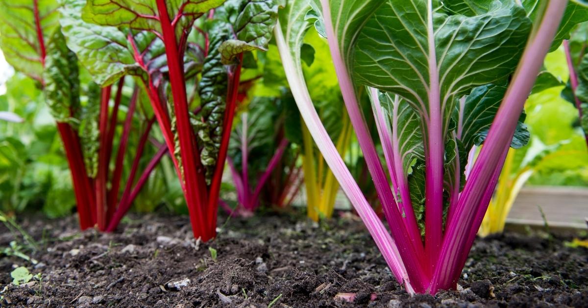 The colourful rainbow stems of chard 'Bright Lights', from our pick of the best vegetable varieties.