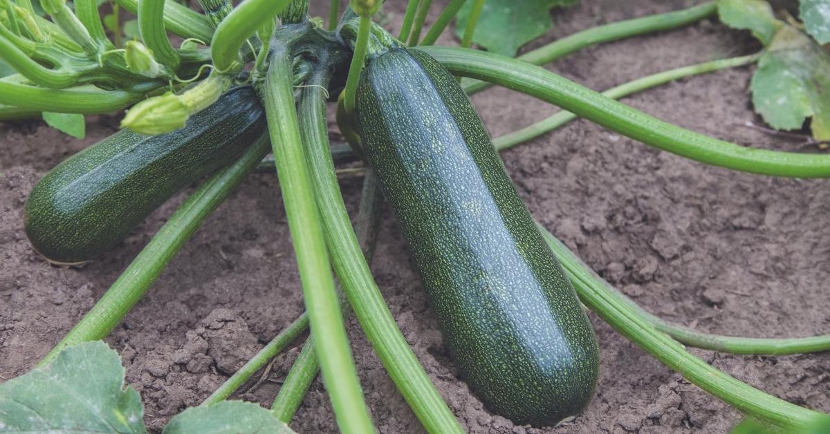 Glossy deep green 'Sure Thing' courgettes, from our pick of the best vegetable varieties.