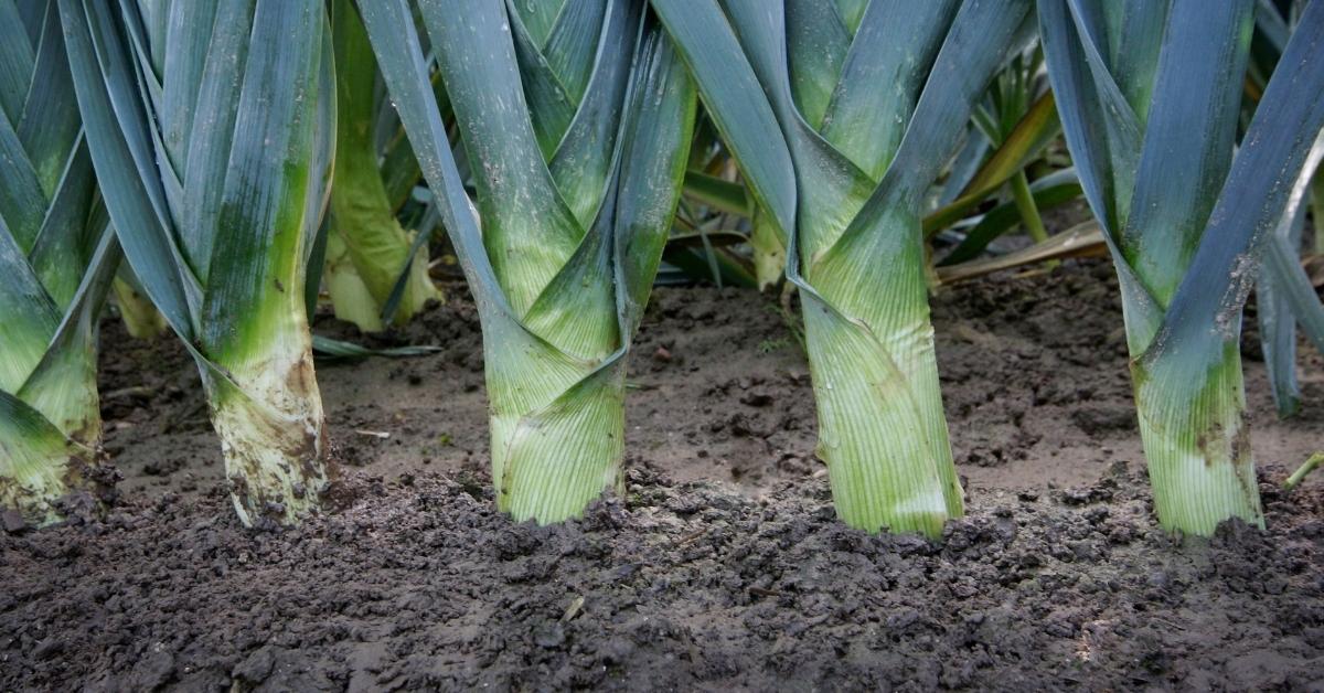 A row of large leeks from our pick of the best vegetable varieties.