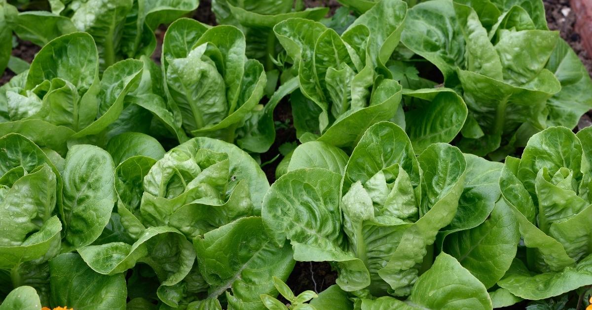 Rows of 'Little Gem' lettuce, from our pick of the best vegetable varieties.