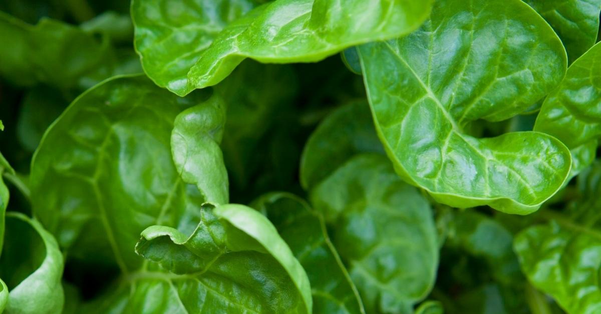 The lush green leaves of perpetual spinach, from our pick of the best vegetable varieties.