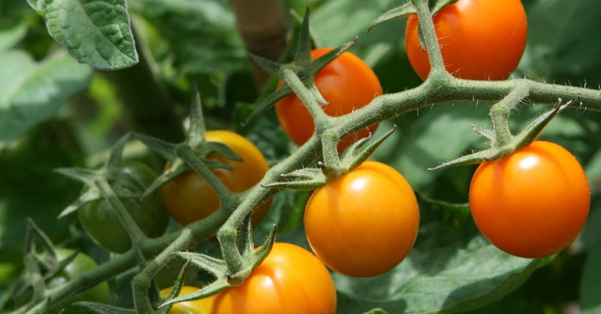 A truss of ripe 'Sungold' tomatoes, from our pick of the best vegetable varieties.
