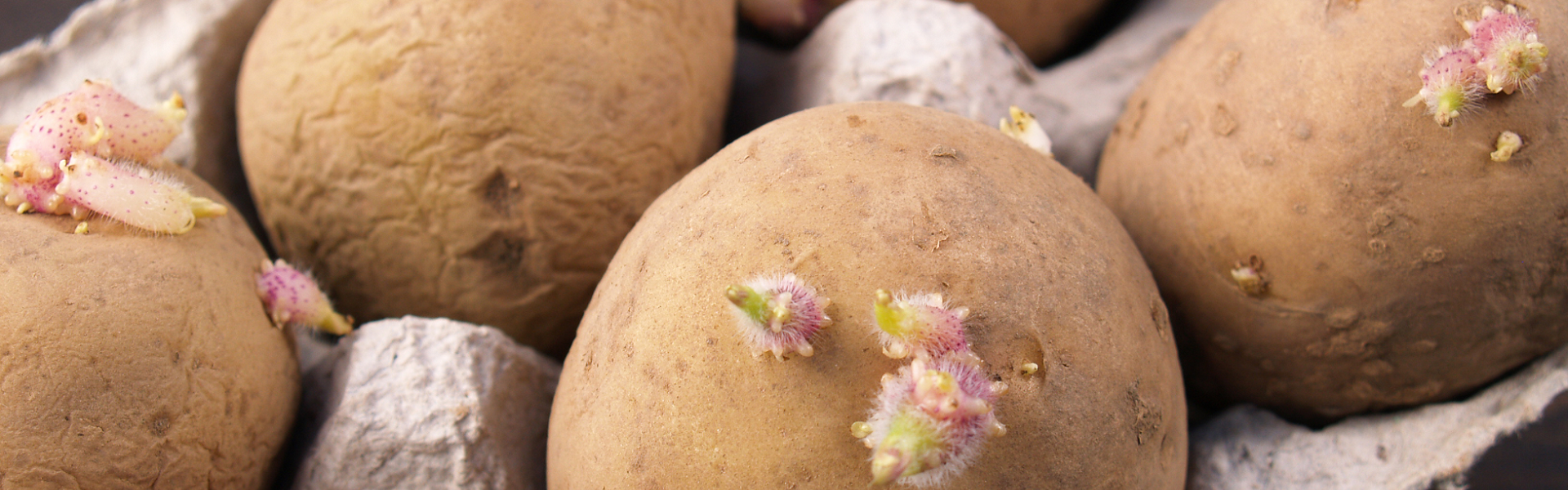 Four Dobies seed potatoes are shown in close-up in an egg box, beginning to grow shoots (chitting) prior to planting