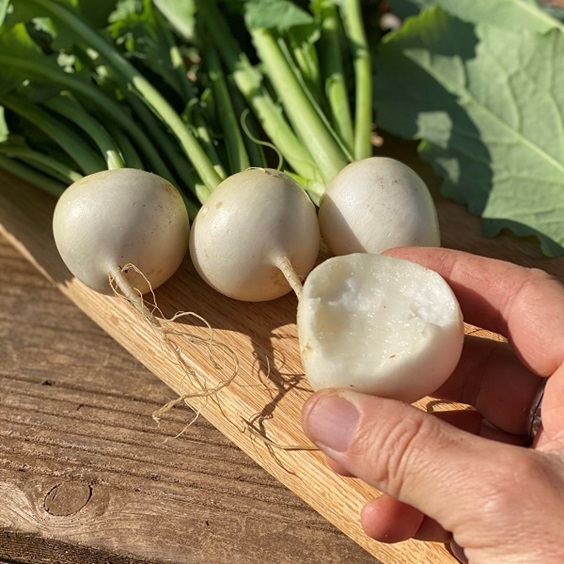 Dobies new vegetable seed range 2023 includes this new turnip 'silky sweet' variety pictured as 4 harvested turnips, with one held between someone's fingers with a bite taken out of it