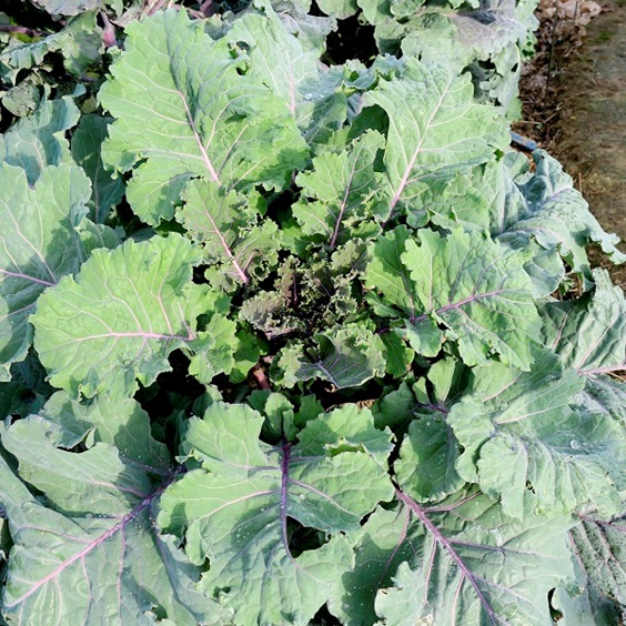 Dobies new vegetable seed range 2023 includes this new Kale 'cottagers' variety pictured growing as a large plant in a vegetable bed