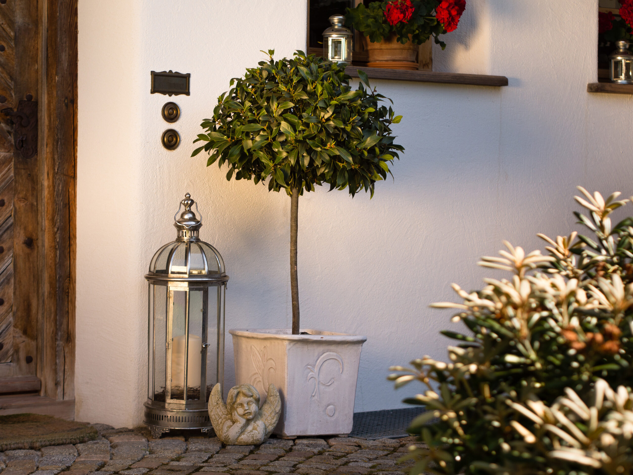 A standard, lollip-pop-shaped bay tree is pictured in a white planter beside and silver lantern and sculpture beside a front door
