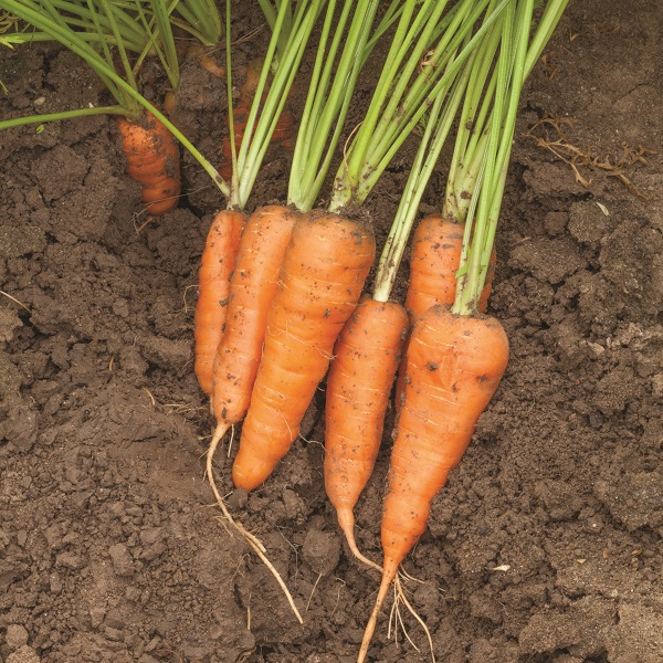 Dobies new vegetable seeds 2024 Carrot 'Burpees Short N Sweet' . Image shows a harvested bunch of 6 short orange carrots laying on the soil surface. Behind them more carrot tops can bee seen still growing in the soil..