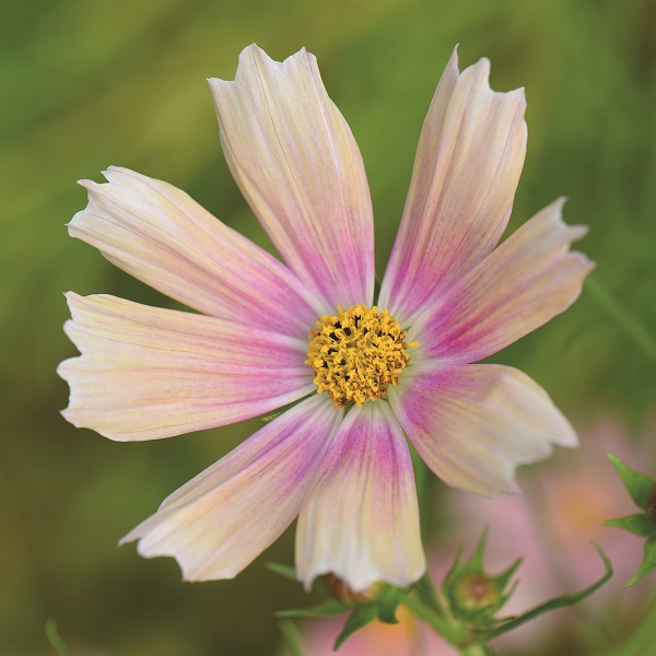 Dobies new flower seed 2024 Cosmos ‘Apricot Lemonade’ - image shows a close-up on a single daisy-like bloom with 8 petals in shades of apricot and pink