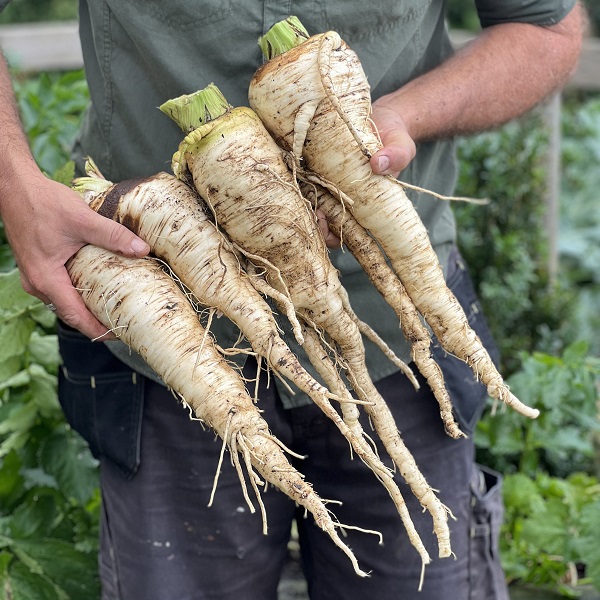 Dobies new vegetable seeds 2024 Parsnip 'Sabre' F1. Image shows the mid-section of a man in an allotment and he's holding 4 harvested white parsnip roots.  The parsnips have had their foliage removed.