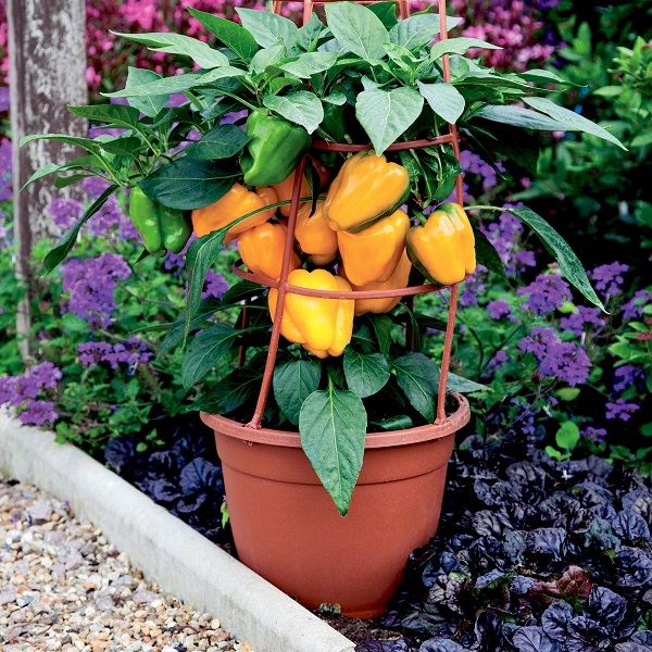 Dobies new vegetable seed 2024 Sweet Pepper 'Liberty Belle' F1. Image shows the plant growing in a terracotta-coloured planter, placed in a vegetable bed outdoors. The plant and 9 yellow fruits are shown growing through a plant support to hold the fruit. Two fruits are green and yet to ripen.