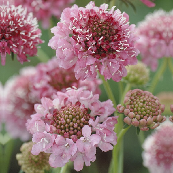 Dobies new flower seed 2024 scabious ‘Salmon Queen’ - image shows a close-up on flowers blooming in a border. The flowers are pincushions of pale pink petals.