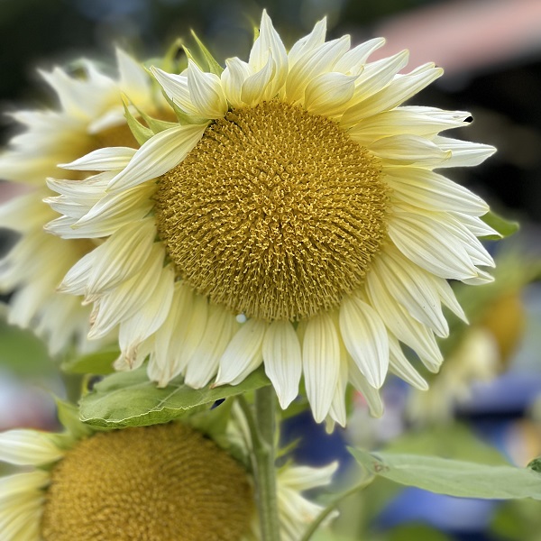 Dobies new flower seed 2024 Sunflower Pro Cut 'White Lite' F1. Image shows a close-up on one pale-yellow to green bloom