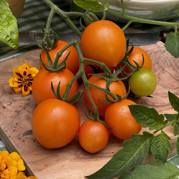 Dobies new vegetable seed 2024 Tomato ‘Merrygold’ F1 . Image shows a bunch of harvested orange-gold coloured tomatoes still on a piece of vine, placed on a wooden chopping board. Marigold flowers are placed around the board.