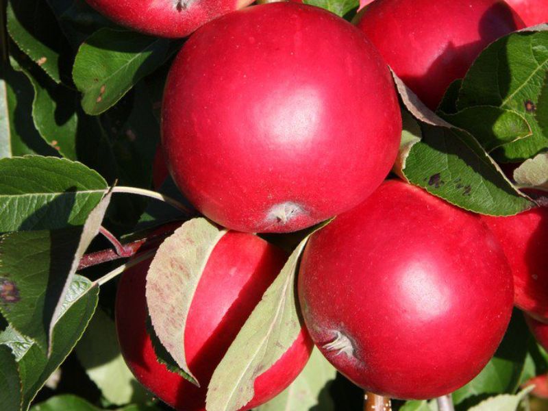 Apple ‘Scrumptious’ is perfect for smaller gardens. Image shows a close-up photo of three of the shiny bright-red apples and green leaves.