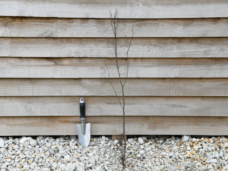 Image shows a photo of a bare root apply tree. The tree is leaning against a wooden shed, placed on gravel, with a garden trowel beside it to show scale. The tree is about 120cm tall. The roots are bare of soil and the tree is bare of leaves, with just 3 brown upright stems showing.