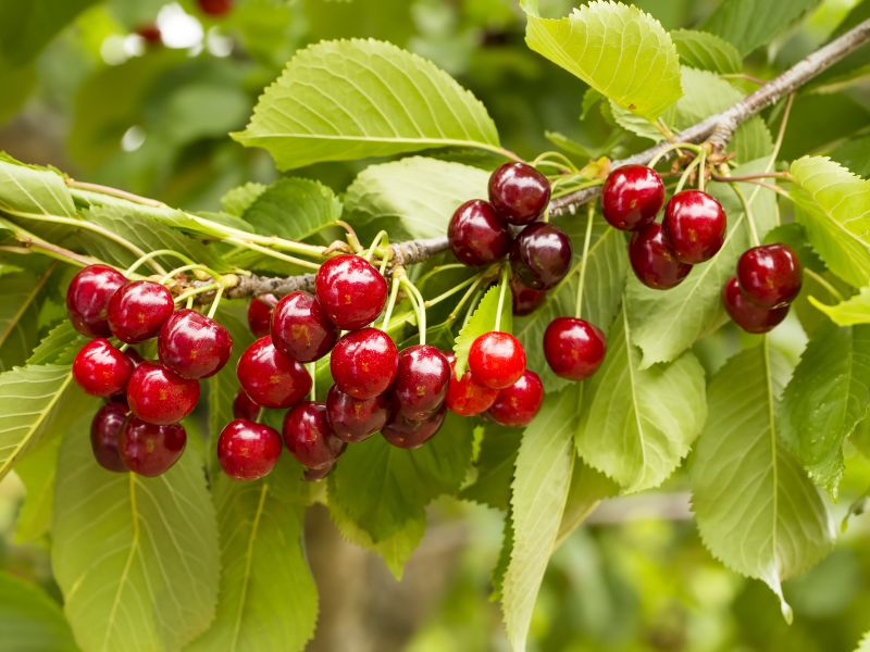 Cherry ‘Sylvia’ is perfect for smaller gardens. Image shows a close-up photo of a cluster of small, shiny, bright-red cherries on a branch with bright-green leaves.