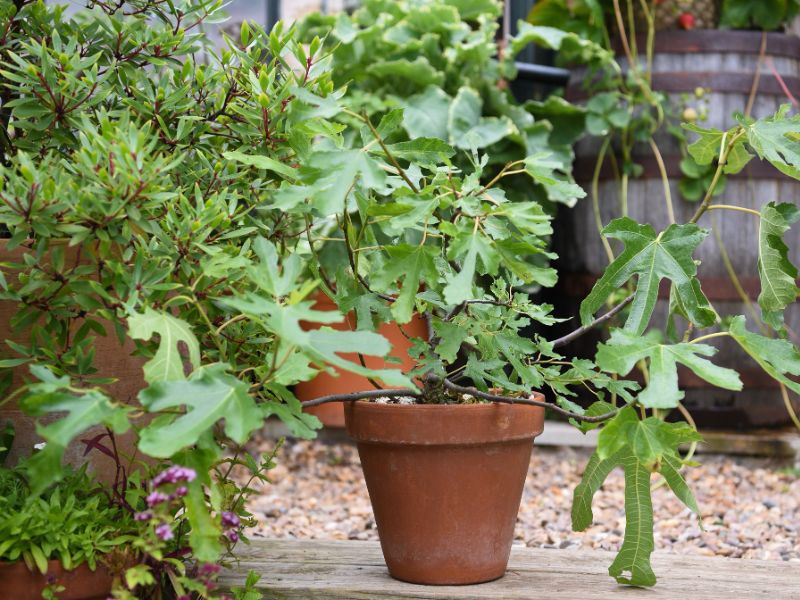 Fig ‘Little Miss Figgy’ is perfect for smaller gardens and patio pots. Image shows a a plant about 50cm tall growing in a terracotta pot outside, The plant has lots of 5-lobed leathery green leaves and brown bendy branches splaying outwards. The pot is standing on a wooden garden sleeper, surrounded by gravel. There's a large wooden barrel with six metal bands in the background and other plants in pots to the left.