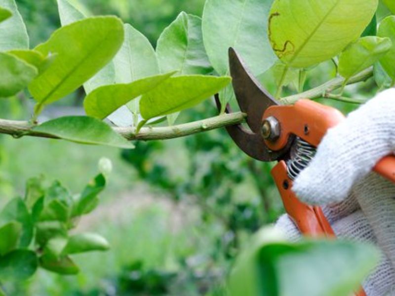 Image shows a close-up photo of pruning. Secateurs with orange handles are held by a gloved hand, cutting through a green spring branch of a tree with bright-green leaves.