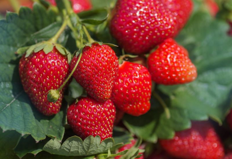 Image shows Dobies Malling Centenary strawberries with a close-up on 7 bright-red fruits against dark green leaves