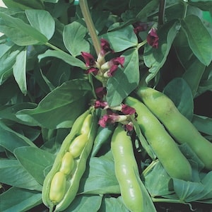 Broad beans with purple flowers