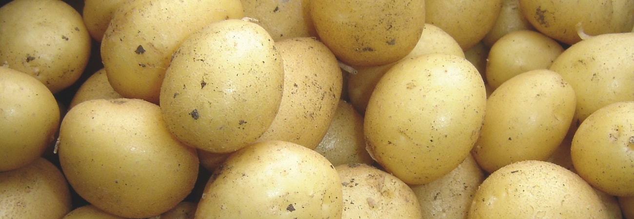 Closeup of harvested first early potatoes