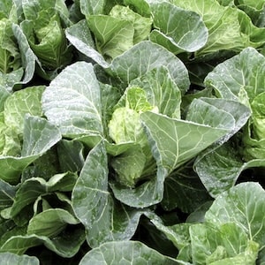 Closeup of winter cabbage