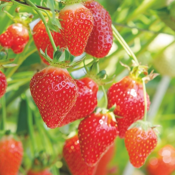 Closeup of red strawberries