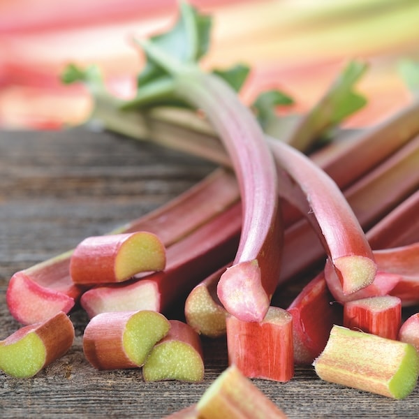Closeup of young Rhubarb stems