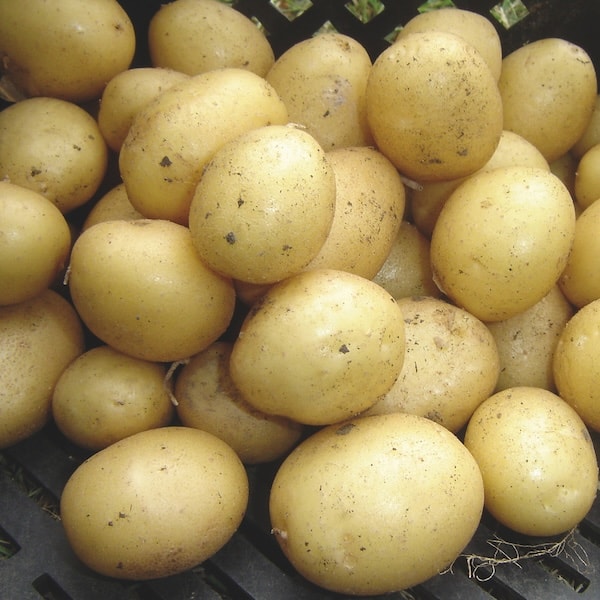 Closeup of first early potatoes