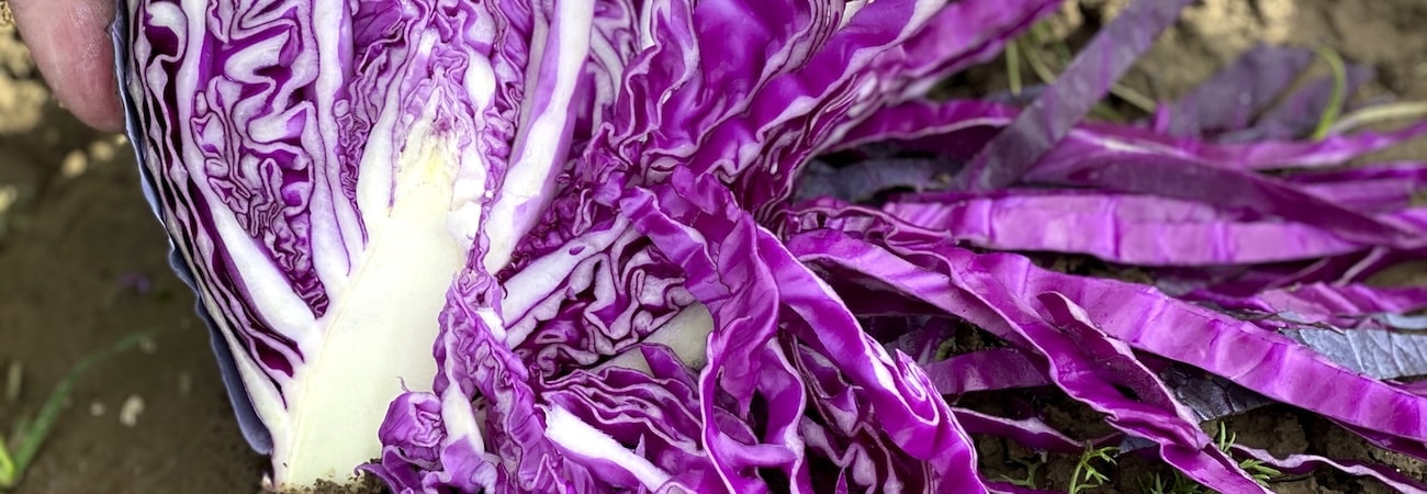 Harvested red cabbage