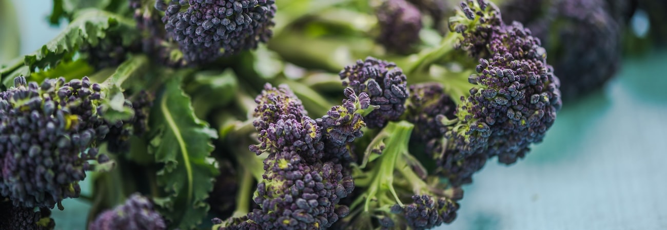 Purple sprouting broccoli closeup 