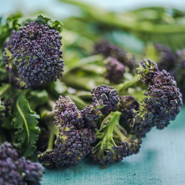 Closeup of cut purple sprouting broccoli