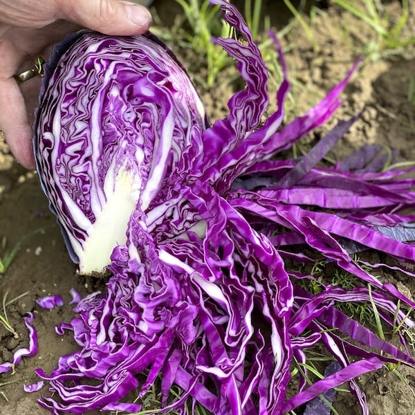 Harvested red cabbage being cut open
