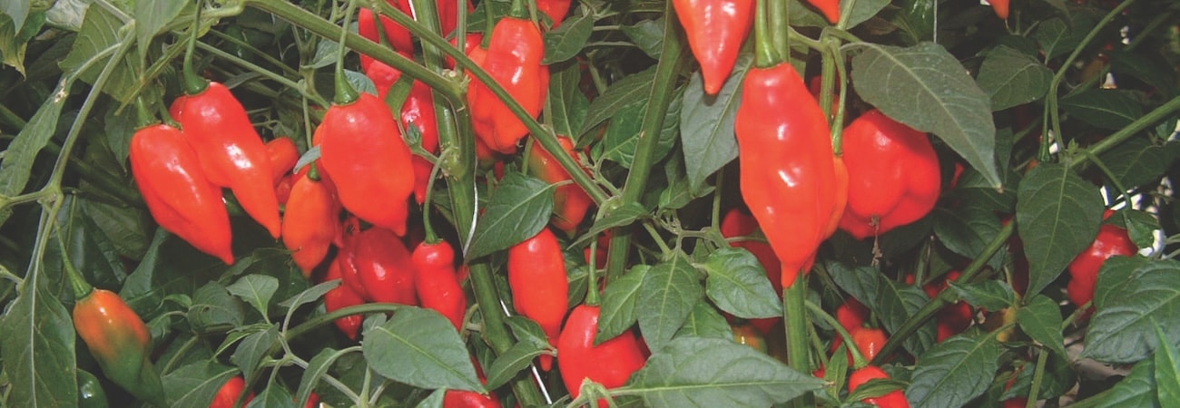 Red chilli peppers amongst green foliage