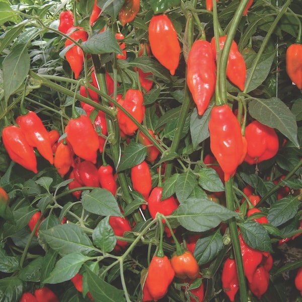 Closeup of red chilli plants