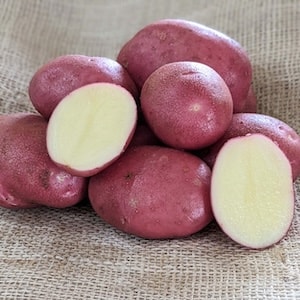 Red skinned potatoes