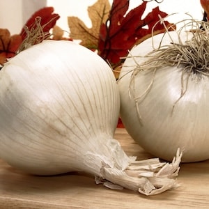 Two white skinned onions
