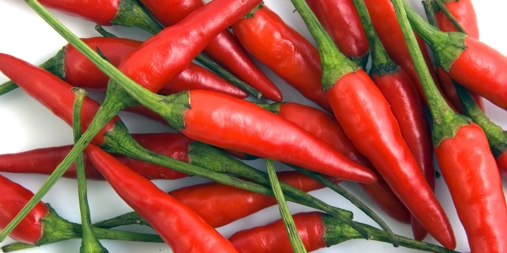 Closeup of freshly harvested red chillies against white background