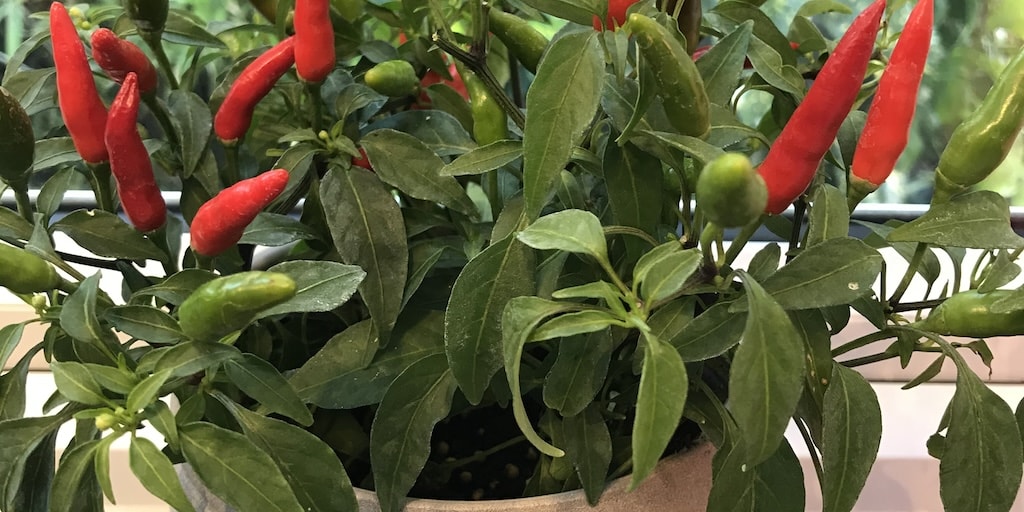 Red and green chilli pepper plant in container