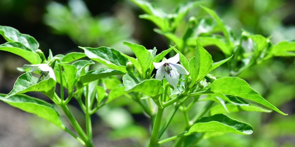 Chilli pepper plant with white fruiting plant