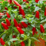 How to grow chillies from seeds & plants