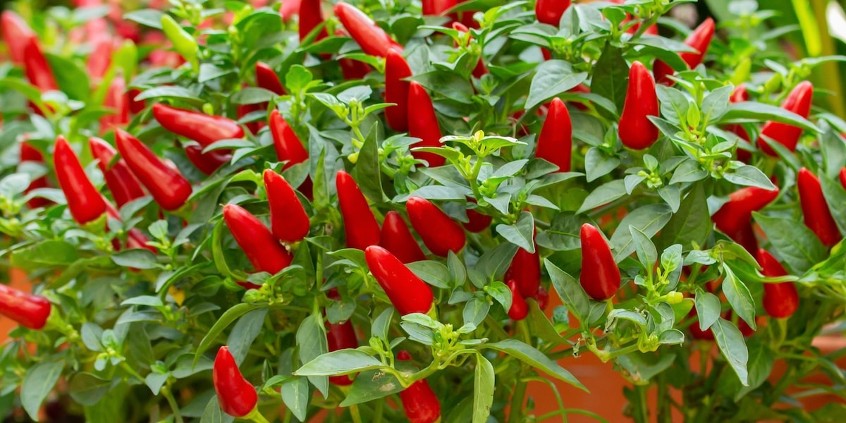 Closeup of red chilli peppers