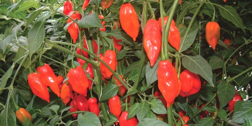 Red cylindrical fruit on chilli pepper plant