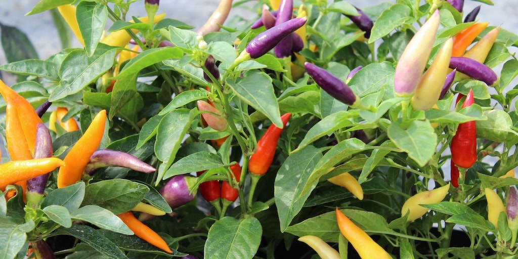 Colourful chilli variety in bush