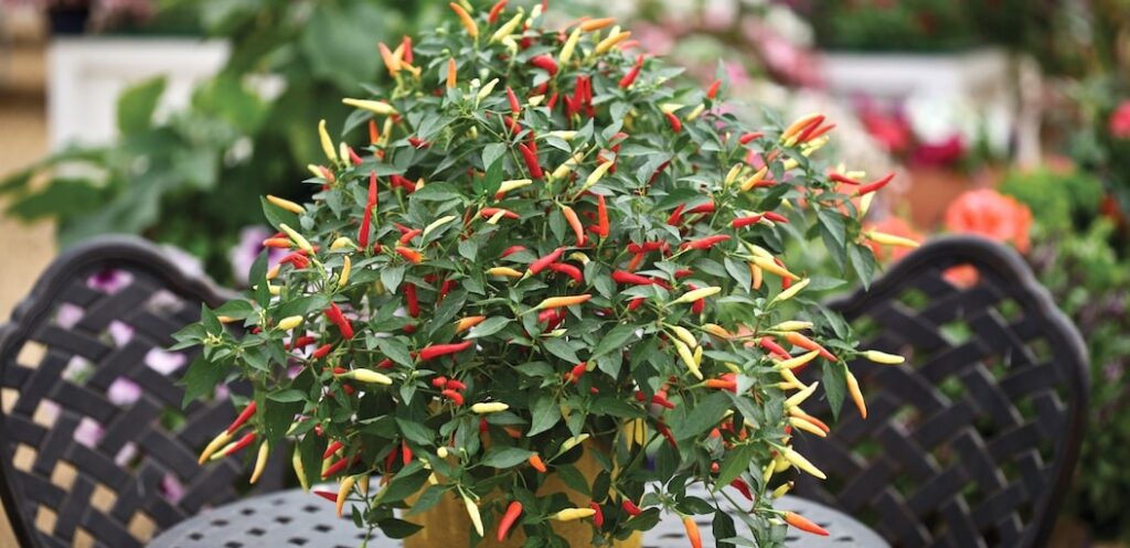 Chilli pepper basket on patio table