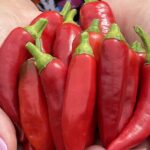 5 reasons everyone should grow chillies at home