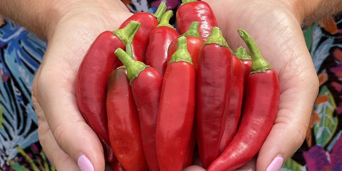 Hand cupping red chillies