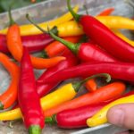 The best tasting chillies to grow at home – from mild to wild